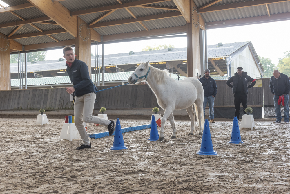 coaching facilité par le cheval